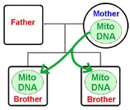 Mitochondrial DNA Test Brothers