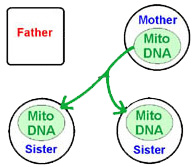 Mitochondrial DNA Test Sisters