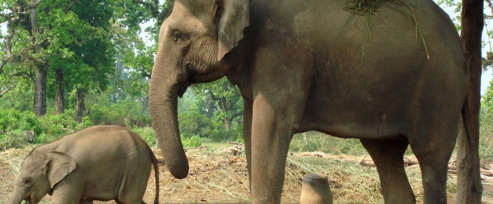 DNA PROFILING CAMBODIAN ELEPHANTS FOR CONSERVATION